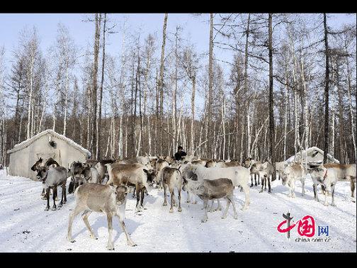 “鄂溫克”是民族自稱，意為“住在大山林中的人們”，人口少而分布廣。走進(jìn)大森林的這部分鄂溫克人被稱為“雅庫特”，或者使鹿鄂溫克。這是目前世界上唯一一個使用馴鹿的民族，代表著一種獨特的文化現(xiàn)象——馴鹿文化（又稱狩獵文化）。天高攝影