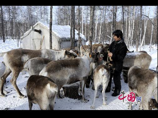 考騰寶正在給馴鹿喂喂鹽，這樣馴鹿才更聽話。天高攝影