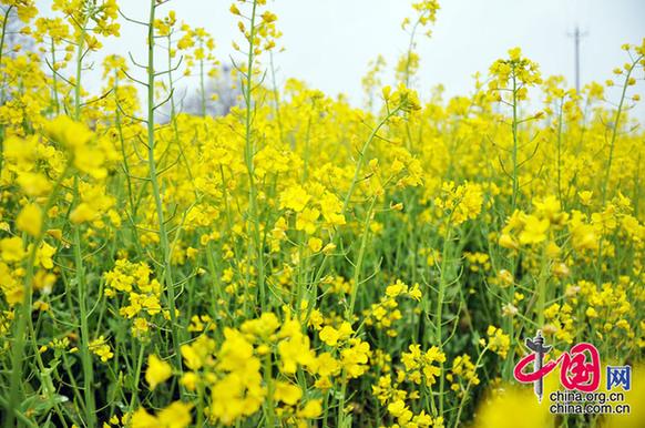 油菜花在我國栽培較廣，以長江流域和以南各地為最多。湖北省是油菜花產地之一。李剛攝