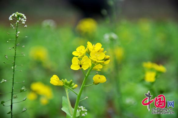 油菜花在我國栽培較廣，以長江流域和以南各地為最多。湖北省是油菜花產地之一。李剛攝