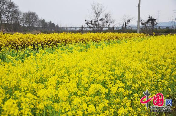 油菜花與菜薹競相開放。李剛攝