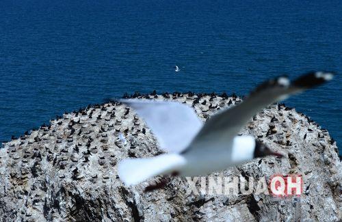 一只棕頭鷗在青海湖鸕鶿島前飛過。新華社　張宏祥　攝