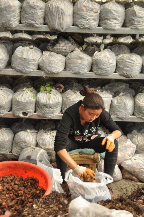 3.工人將加了蜜環(huán)菌天麻種裝袋。攝影：記者 王川。