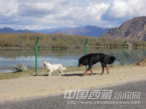 小狗將我引向景區(qū)入口處。