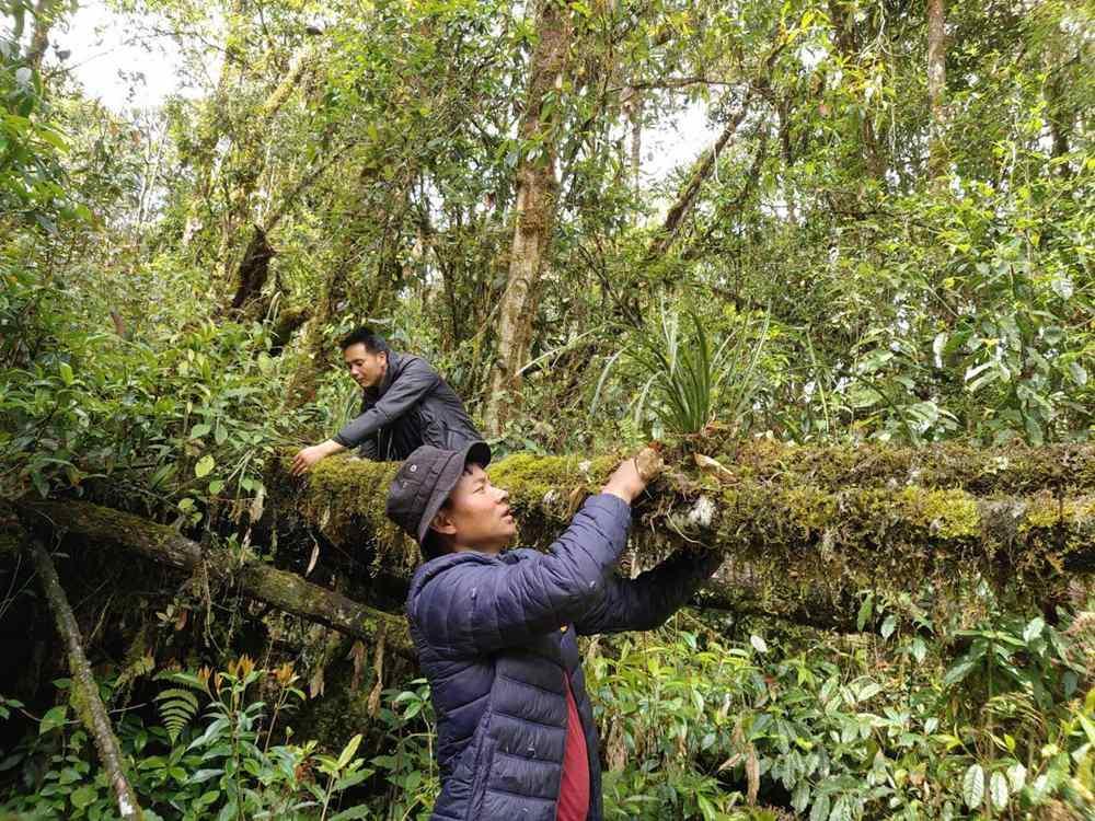 蘭花歸野。圖片由山水自然保護中心提供