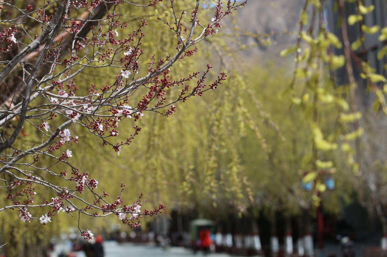 圖為：春意盎然的瓊結(jié)旅游步行街。.JPG