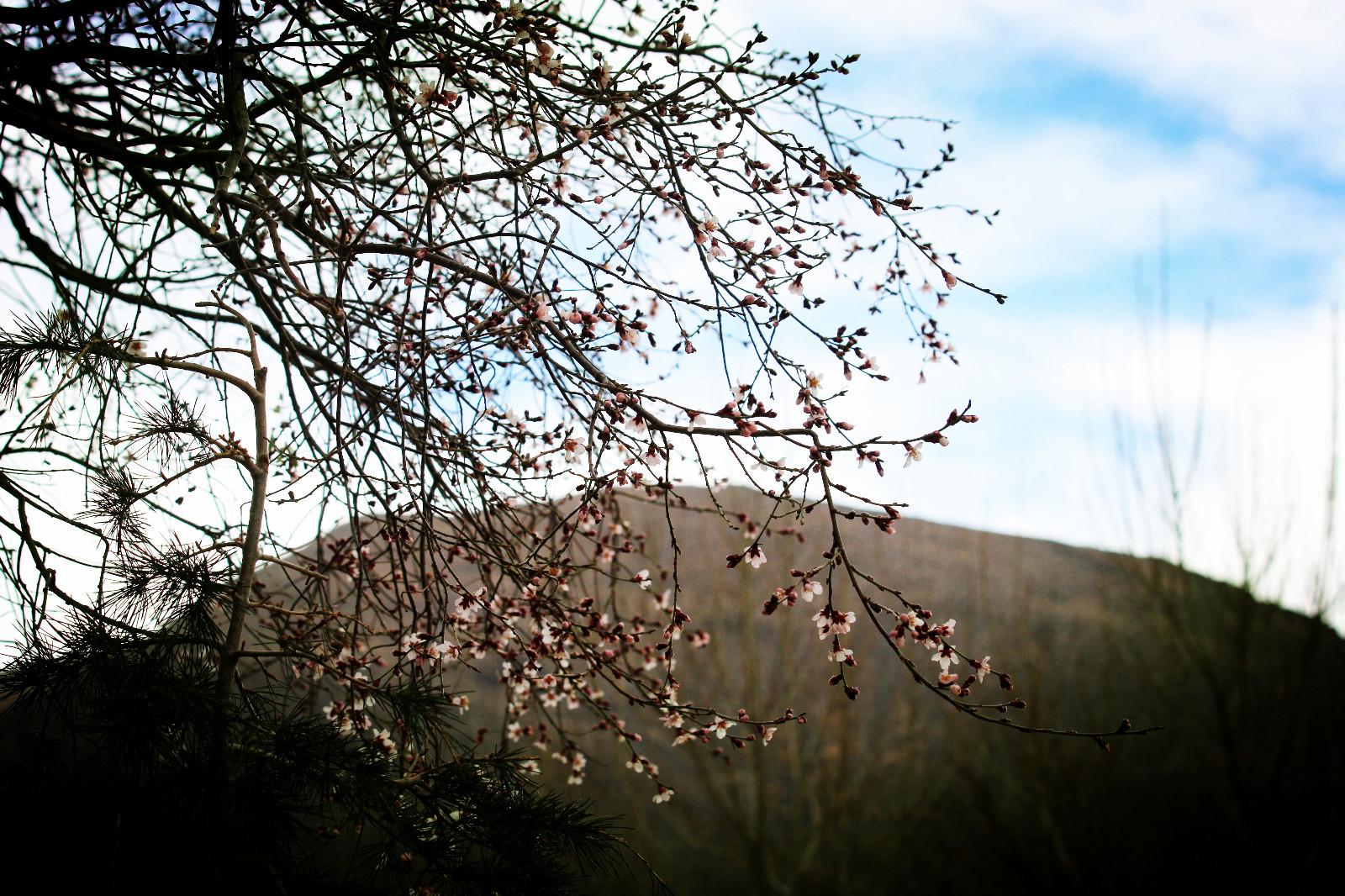 圖為：瓊結(jié)木若山腳下的野桃花、.JPG